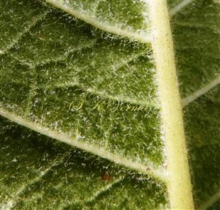  Part of Leaf -Abaxial view